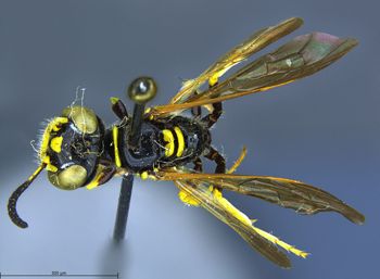 Media type: image;   Entomology 13758 Aspect: habitus dorsal view